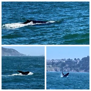 Hop on our new Whale Watching Nature Cruises taking place on Saturday mornings this season.