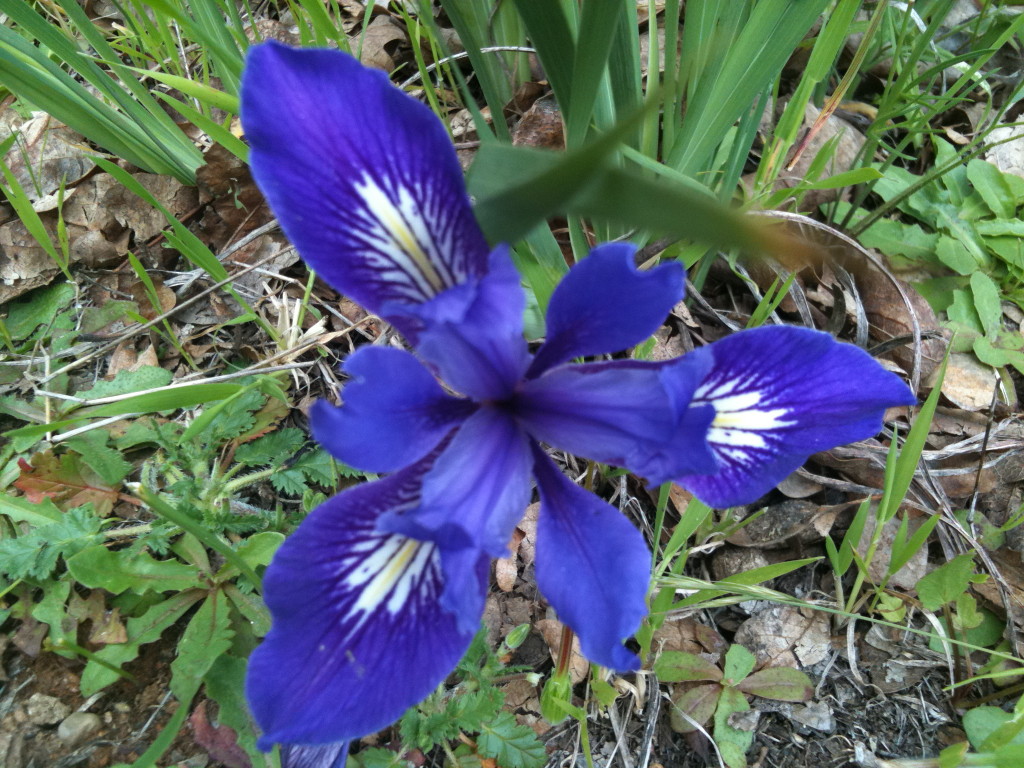 Get your Spring on with an Angel Island wildflower hike – CaptainMaggie ...