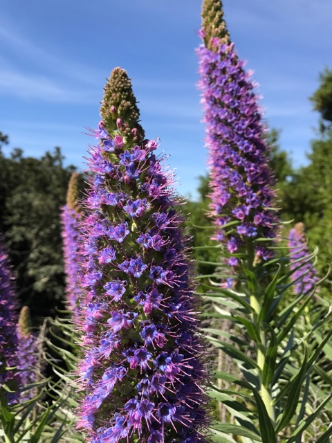 Angel Island Ferry invites you to experience the amazing wildflowers on Angel Island State Park.