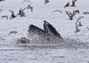 Whale Watching with Angel Island Ferry