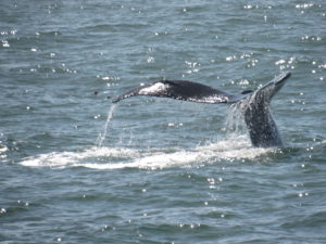 Angel Island Ferry invites you on board for Whale Watching on San Francisco Bay.